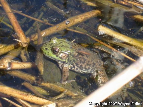 Northern Green Frog (Lithobates clamitans melanota)