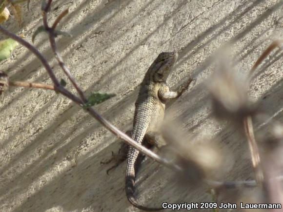 Great Basin Fence Lizard (Sceloporus occidentalis longipes)