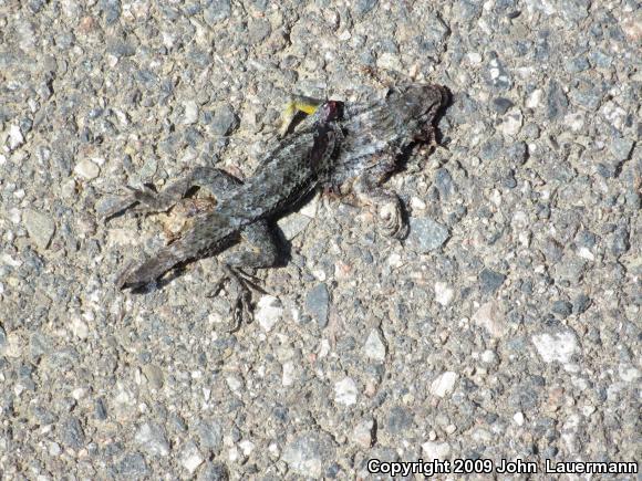 Great Basin Fence Lizard (Sceloporus occidentalis longipes)