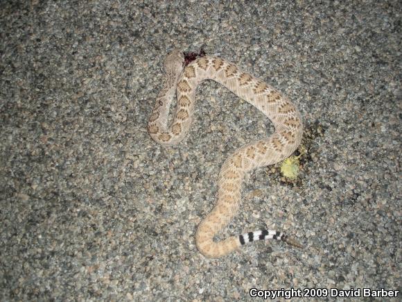 Western Diamond-backed Rattlesnake (Crotalus atrox)