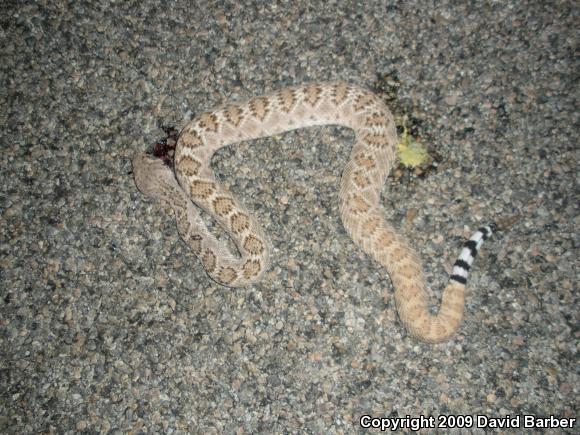 Western Diamond-backed Rattlesnake (Crotalus atrox)