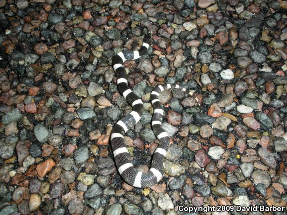 Western Long-nosed Snake (Rhinocheilus lecontei)