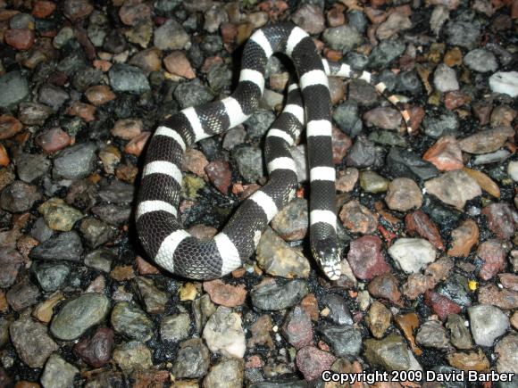 Western Long-nosed Snake (Rhinocheilus lecontei)