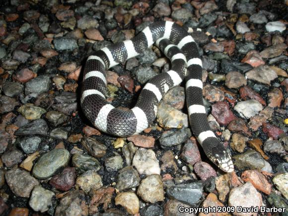 Western Long-nosed Snake (Rhinocheilus lecontei)