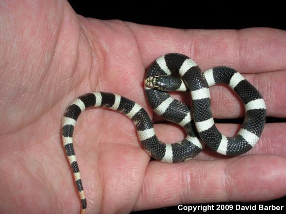 Western Long-nosed Snake (Rhinocheilus lecontei)