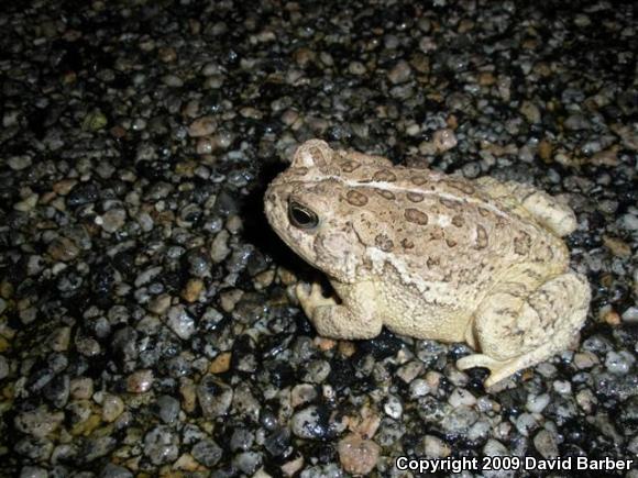 Woodhouse's Toad (Anaxyrus woodhousii woodhousii)