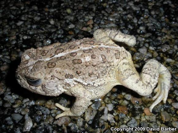 Woodhouse's Toad (Anaxyrus woodhousii woodhousii)