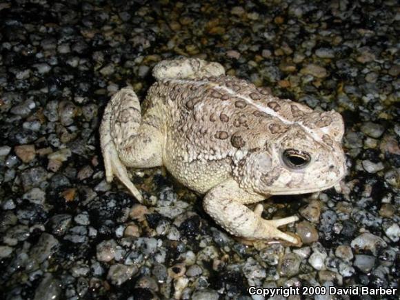 Woodhouse's Toad (Anaxyrus woodhousii woodhousii)