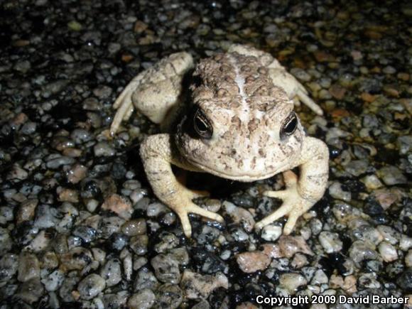 Woodhouse's Toad (Anaxyrus woodhousii woodhousii)