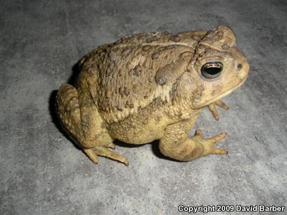 Woodhouse's Toad (Anaxyrus woodhousii woodhousii)