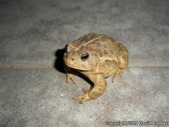 Woodhouse's Toad (Anaxyrus woodhousii woodhousii)