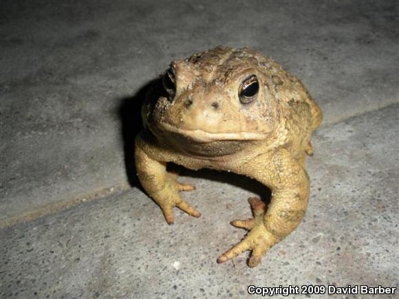 Woodhouse's Toad (Anaxyrus woodhousii woodhousii)