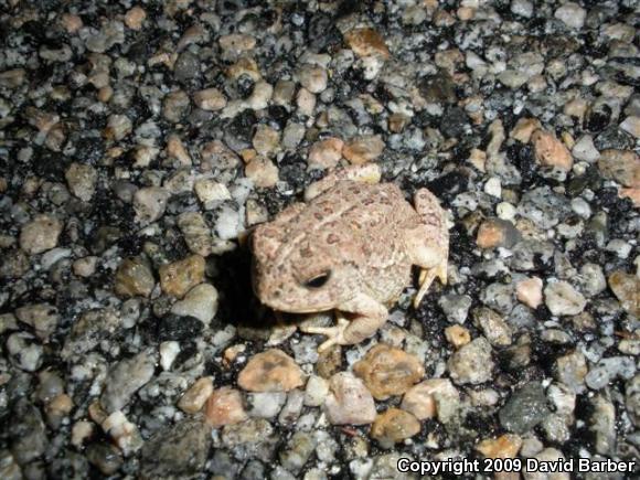 Woodhouse's Toad (Anaxyrus woodhousii woodhousii)