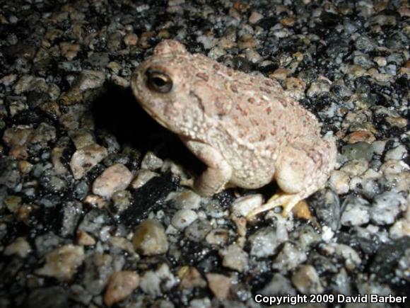 Woodhouse's Toad (Anaxyrus woodhousii woodhousii)