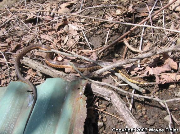 Eastern Gartersnake (Thamnophis sirtalis sirtalis)