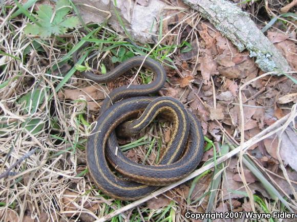 Eastern Gartersnake (Thamnophis sirtalis sirtalis)