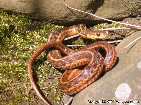 Eastern Gartersnake (Thamnophis sirtalis sirtalis)