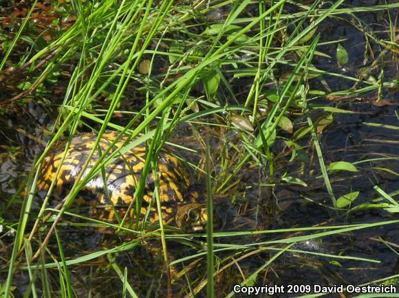 Eastern Box Turtle (Terrapene carolina carolina)