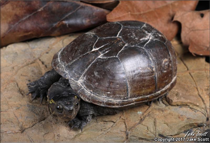 Mississippi Mud Turtle (Kinosternon subrubrum hippocrepis)