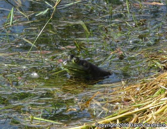 American Bullfrog (Lithobates catesbeianus)