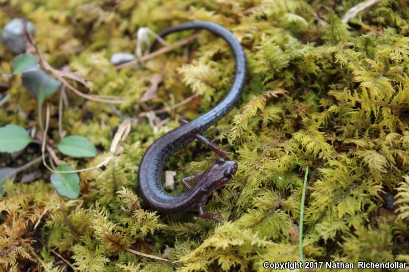 Valley And Ridge Salamander (Plethodon hoffmani)