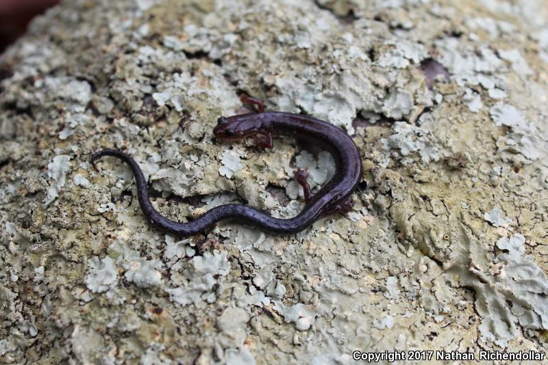 Valley And Ridge Salamander (Plethodon hoffmani)