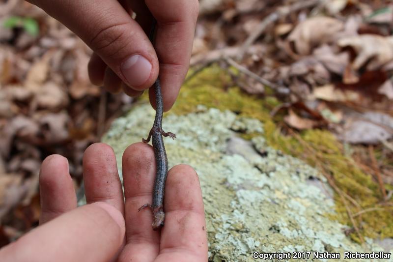 Valley And Ridge Salamander (Plethodon hoffmani)