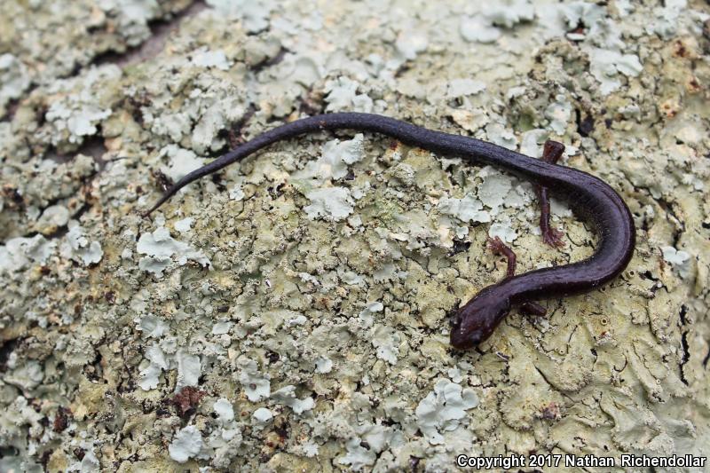 Valley And Ridge Salamander (Plethodon hoffmani)