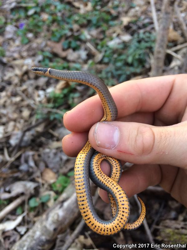 Mississippi Ring-necked Snake (Diadophis punctatus stictogenys)