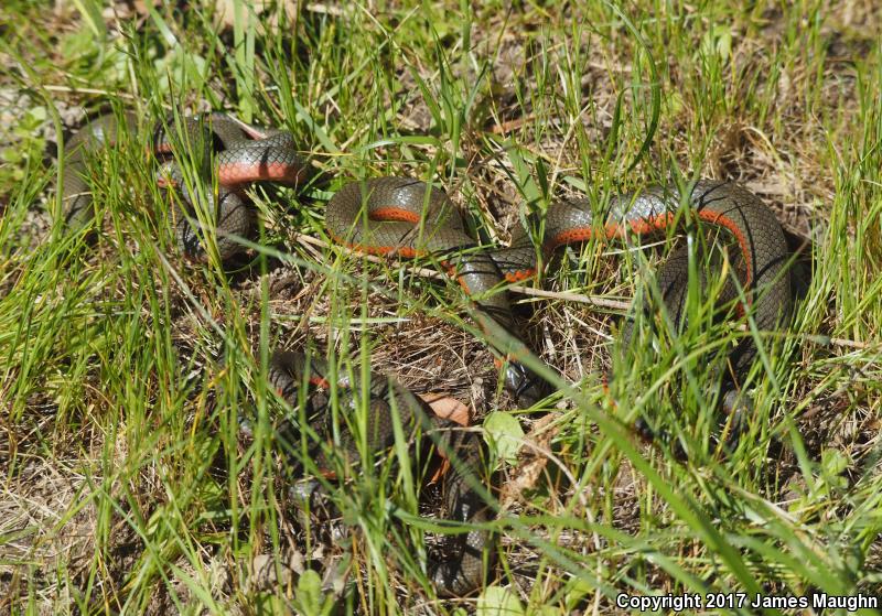 Monterey Ring-necked Snake (Diadophis punctatus vandenburgii)