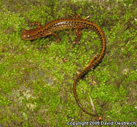 Long-tailed Salamander (Eurycea longicauda longicauda)