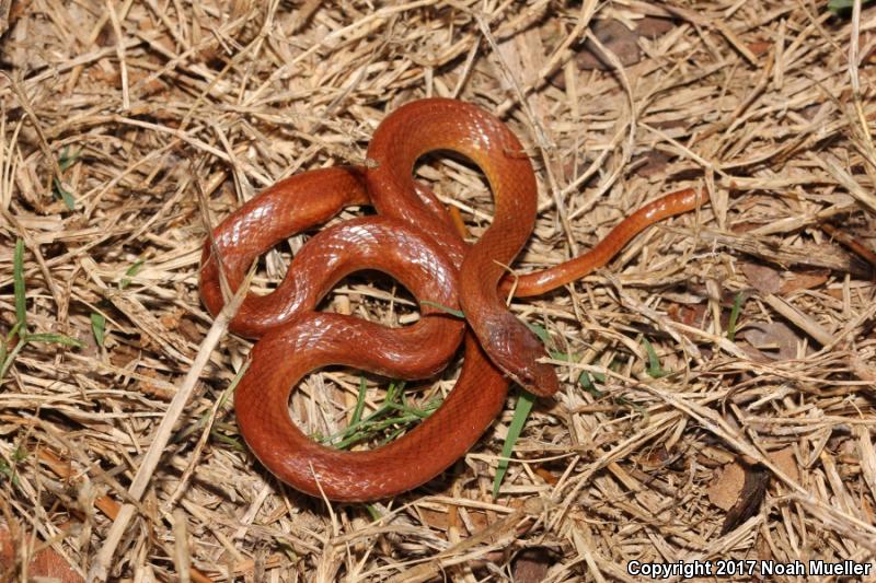 Pine Woods Littersnake (Rhadinaea flavilata)