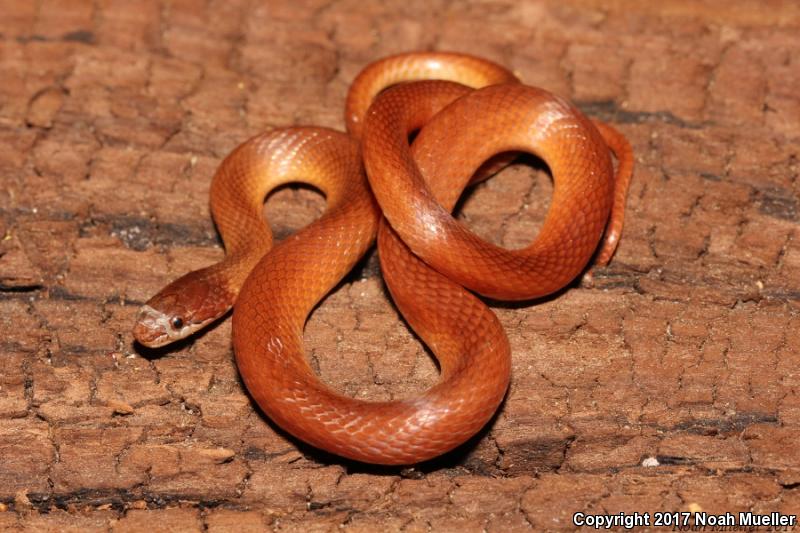 Pine Woods Littersnake (Rhadinaea flavilata)