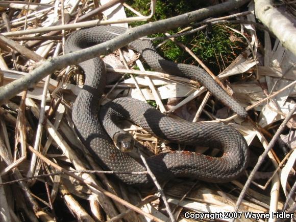 Northern Watersnake (Nerodia sipedon sipedon)