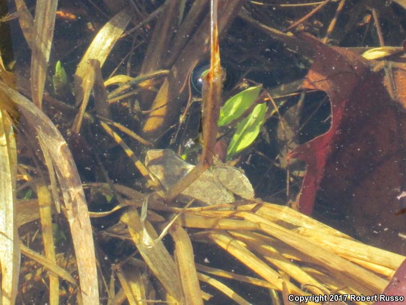 Upland Chorus Frog (Pseudacris feriarum)