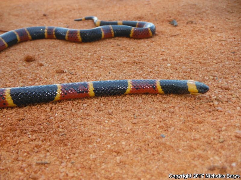 Eastern Coral Snake (Micrurus fulvius)