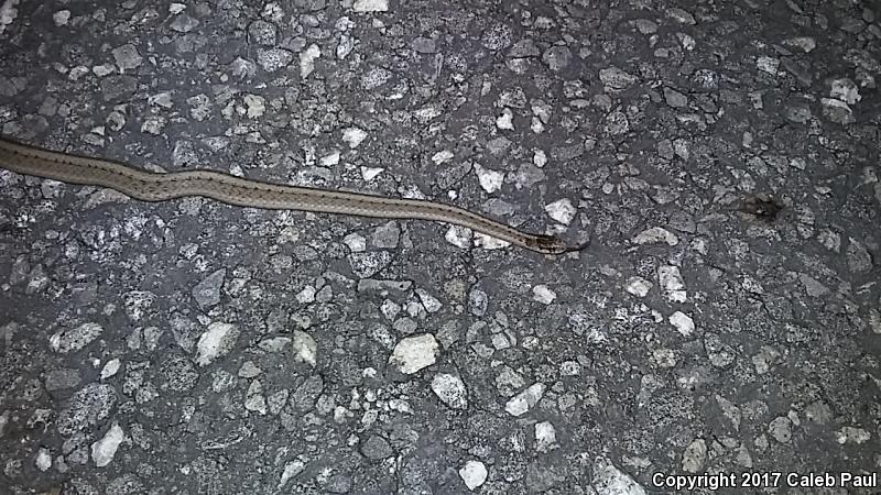 Texas Brownsnake (Storeria dekayi texana)