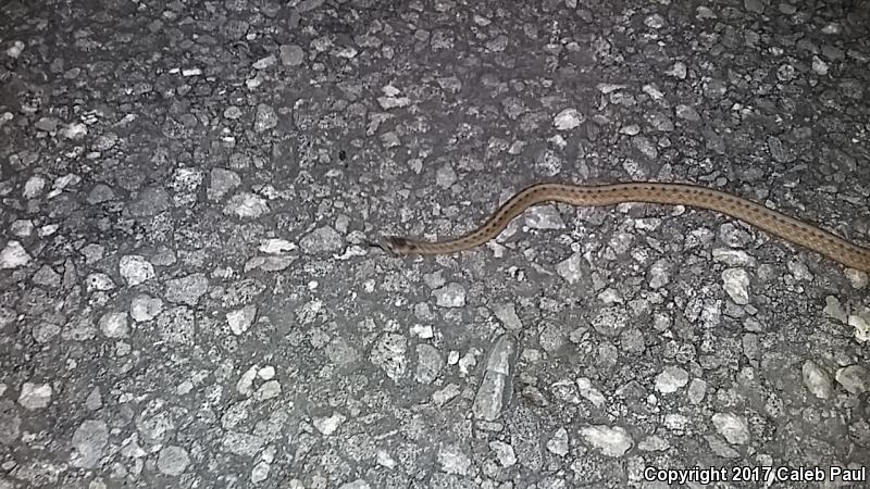 Texas Brownsnake (Storeria dekayi texana)