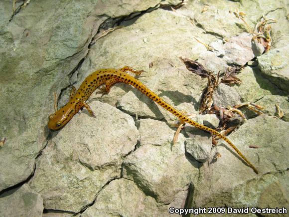 Long-tailed Salamander (Eurycea longicauda longicauda)