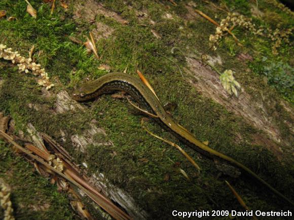 Northern Two-lined Salamander (Eurycea bislineata)