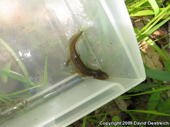 Northern Red Salamander (Pseudotriton ruber ruber)