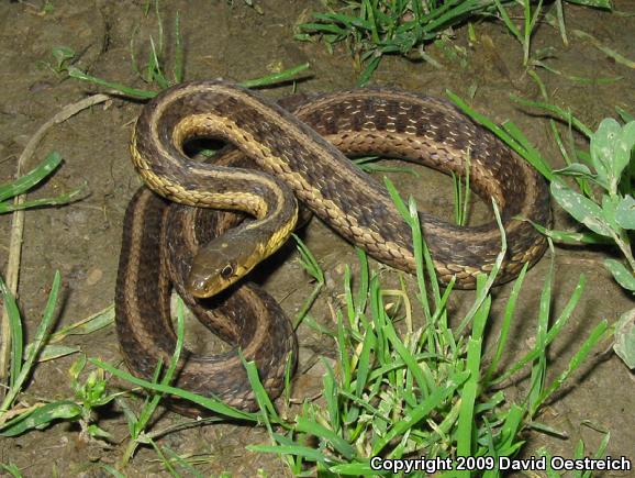 Eastern Gartersnake (Thamnophis sirtalis sirtalis)