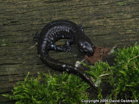 Small-mouthed Salamander (Ambystoma texanum)