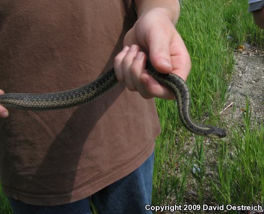 Eastern Gartersnake (Thamnophis sirtalis sirtalis)