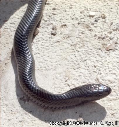 Eastern Indigo Snake (Drymarchon couperi)