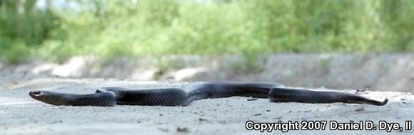 Eastern Indigo Snake (Drymarchon couperi)