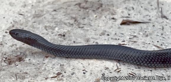 Eastern Indigo Snake (Drymarchon couperi)