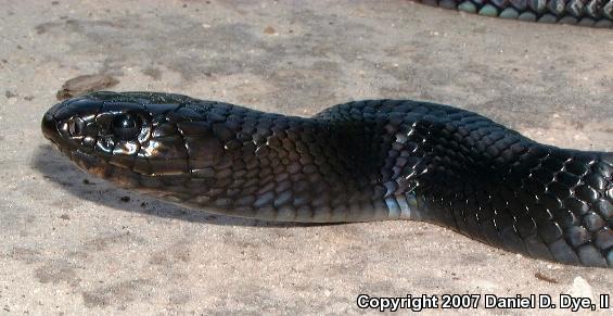 Eastern Indigo Snake (Drymarchon couperi)