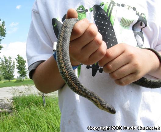 Eastern Gartersnake (Thamnophis sirtalis sirtalis)