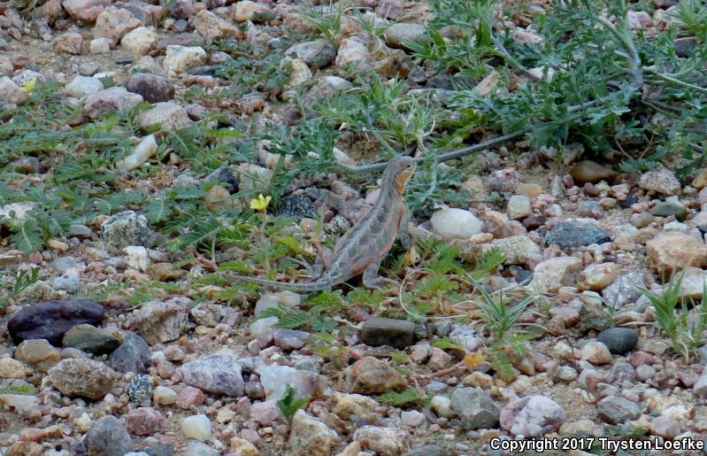 Great Plains Earless Lizard (Holbrookia maculata maculata)